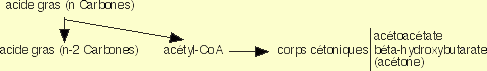 Synthèse des corps cétoniques