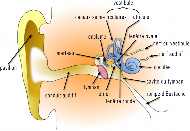 Schéma de l'oreille humaine