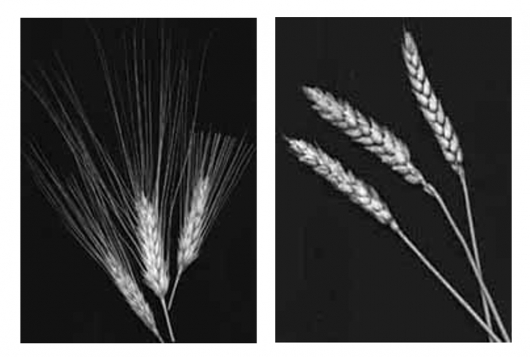 Différents types de blé