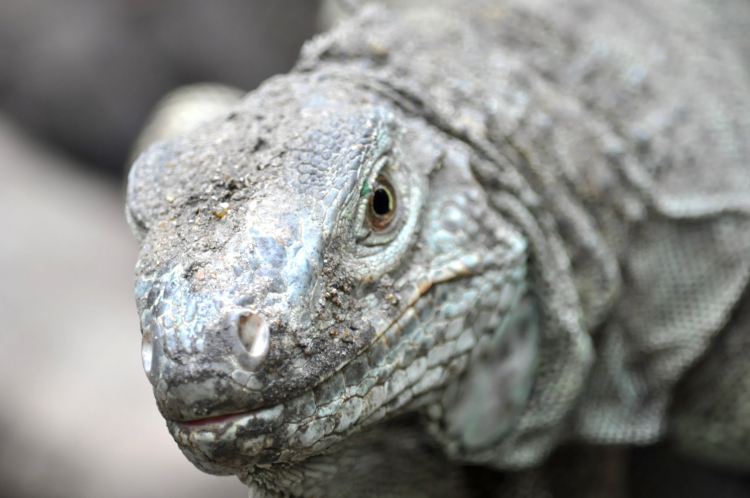 Dragon de Komodo