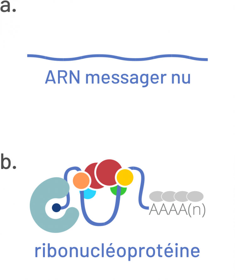 Le visage plus vraisemblable de l’ARN messager