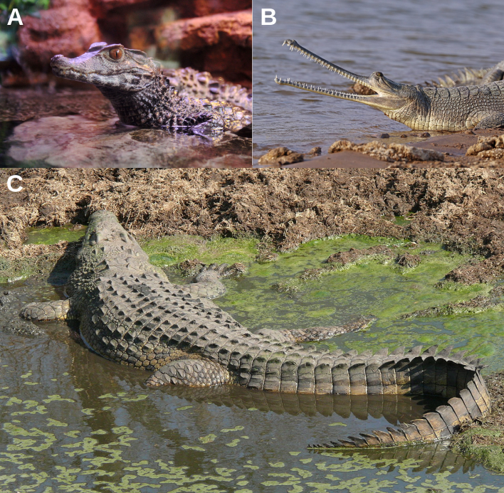 Trois exemples de Crocodiliens