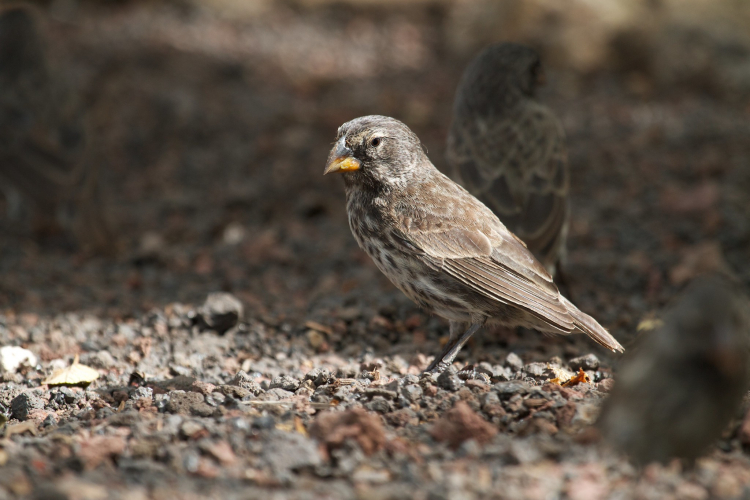 Geospiza fortis