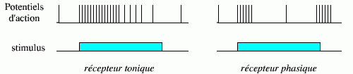 Le codage en fréquence du message