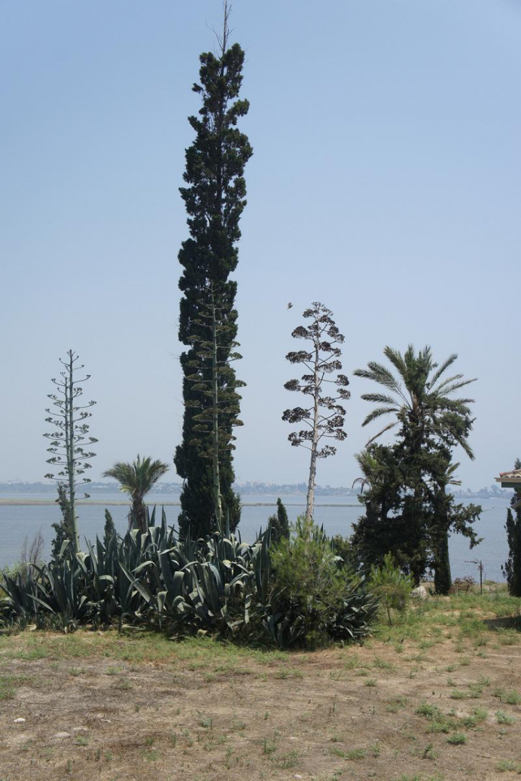 L'inflorescence des agaves