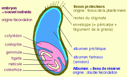 Schéma d'une coupe d'un grain de blé