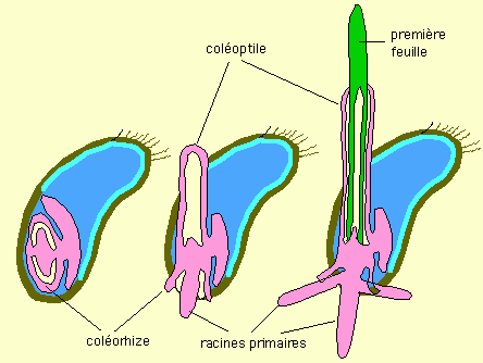 La germination d'un grain de blé