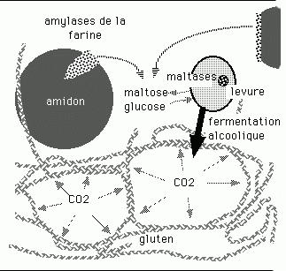 Action des enzymes au sein de la pâte à pain