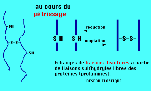 Formation du gluten