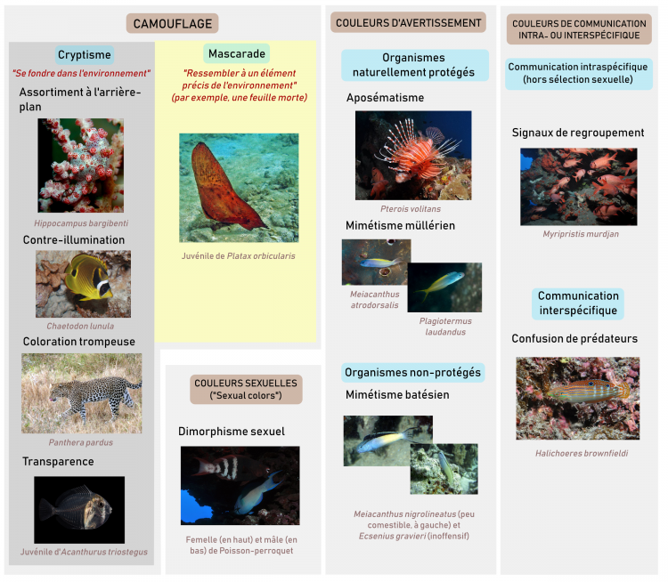 Vue d’ensemble des différentes fonctions de la couleur chez les Animaux