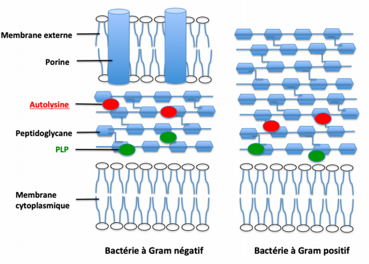 Structure de la paroi bactérienne