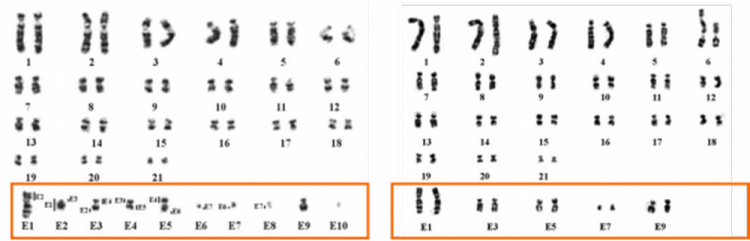 Caryotypes d’ornithorynques mâle (à gauche) et femelle (à droite) établis par G-banding