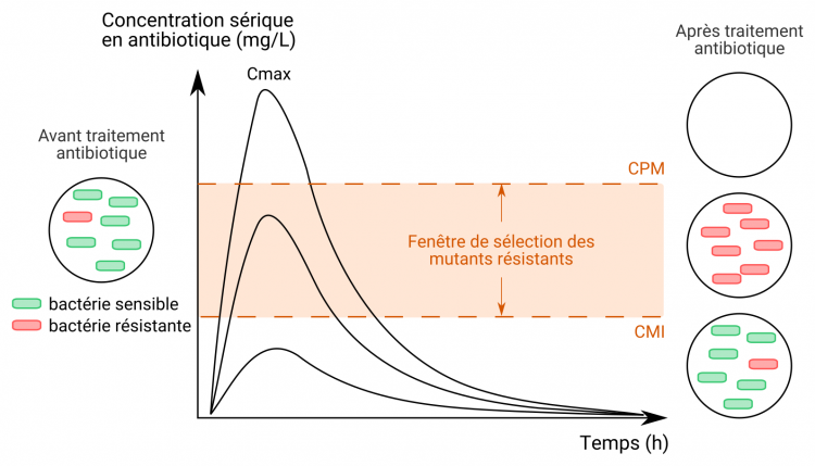 Sélection de mutants résistants en fonction de la concentration en antibiotique