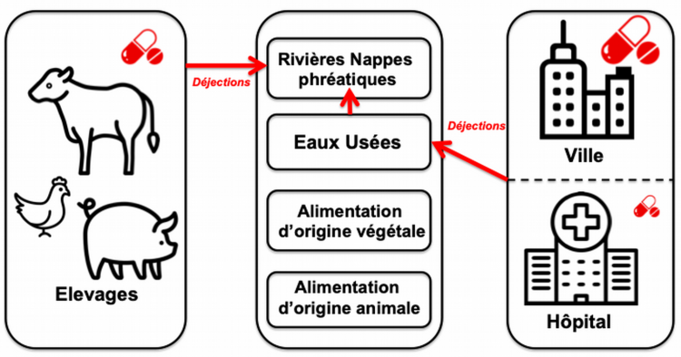 Consommation et diffusion des antibiotiques