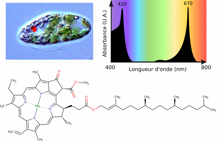 La chlorophylle a d’Euglena gracilis, un pigment vert absorbant les longueurs d’onde dans le bleu et le rouge