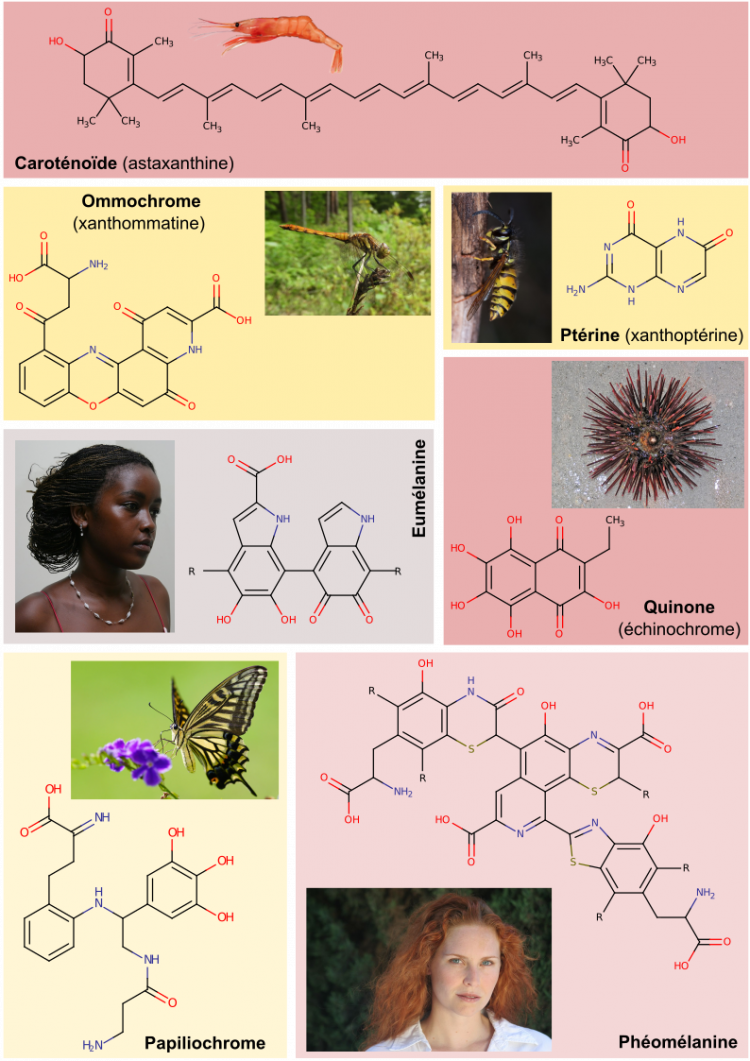 La diversité de pigments et de coloration chez les Animaux