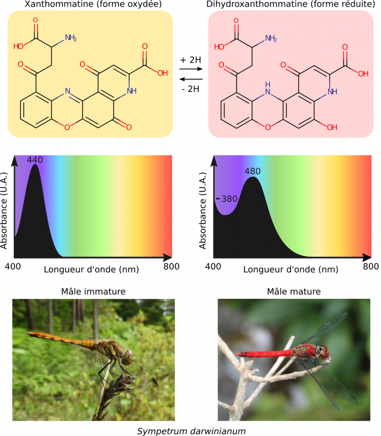 L’effet bathochrome de la réduction de la xanthommatine en dihydroxanthommatine et son lien avec la maturation sexuelle des mâles Sympetrum darwinianum