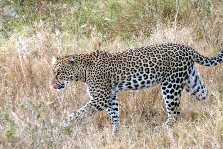 Léopard (Panthera pardus)