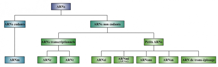Le monde des ARN