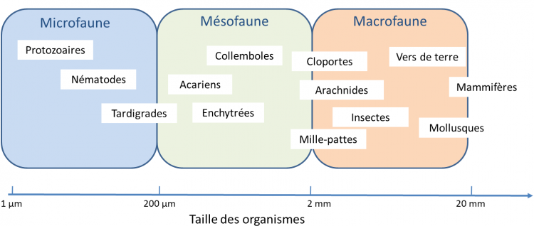Classement des organismes du sol par la taille