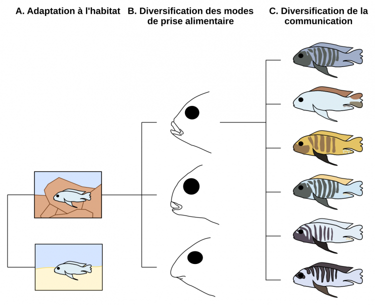 Radiation en trois étapes chez les poissons Cichlidés