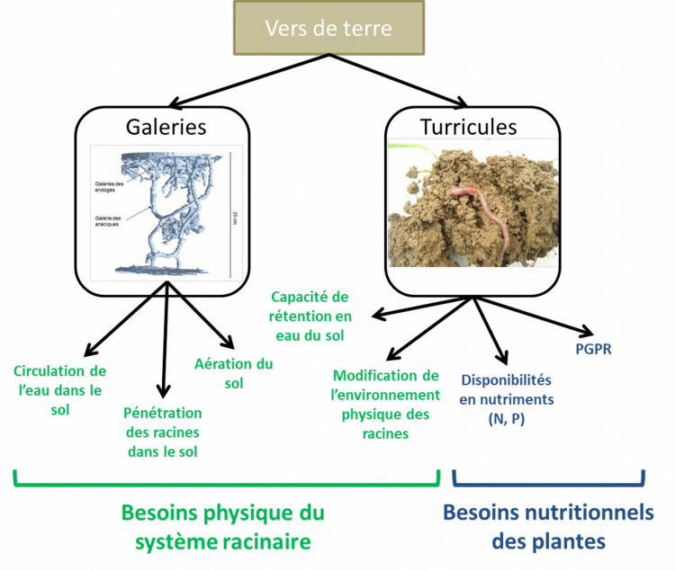 Effets des vers de terre sur les besoins des plantes