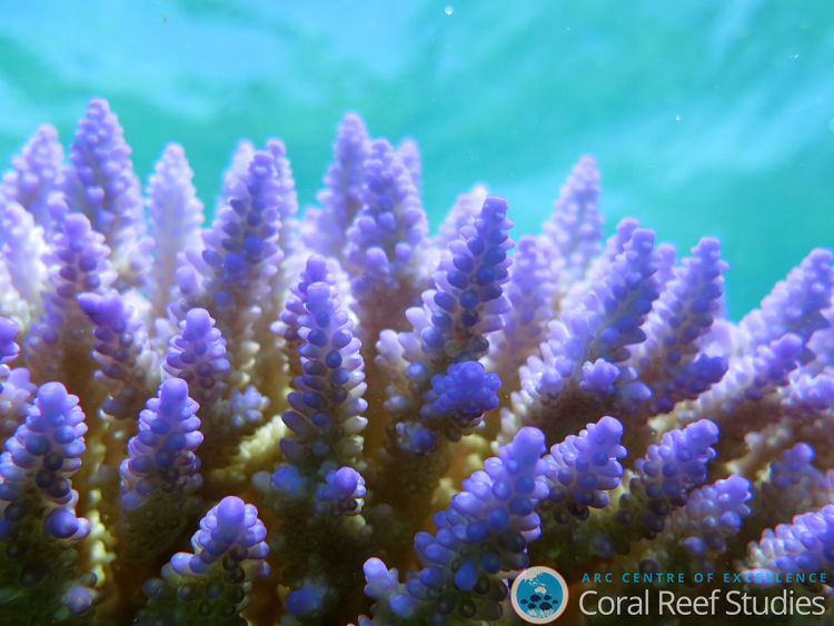 Un corail au large de Lizard Island
