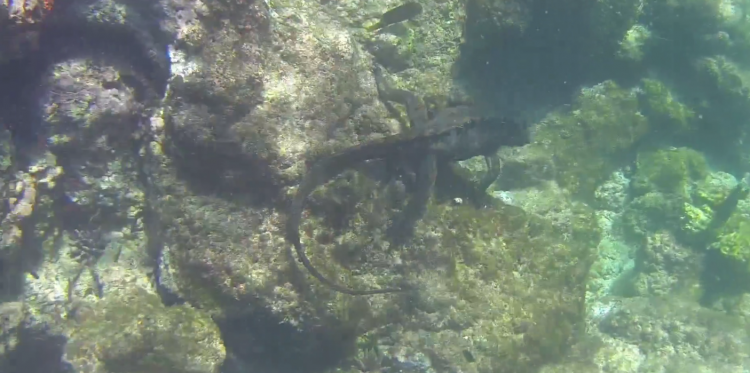 Le nourrissage d'un iguane marin des Galápagos