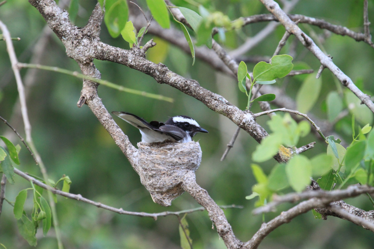 Gobemouche noir (Ficedula hypoleuca) dans son nid