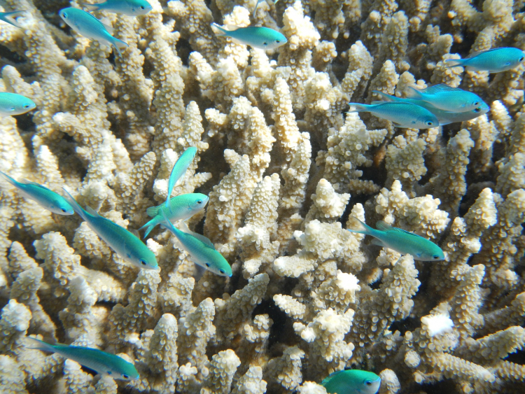 Faune sous-marine de la Grande Barrière de Corail