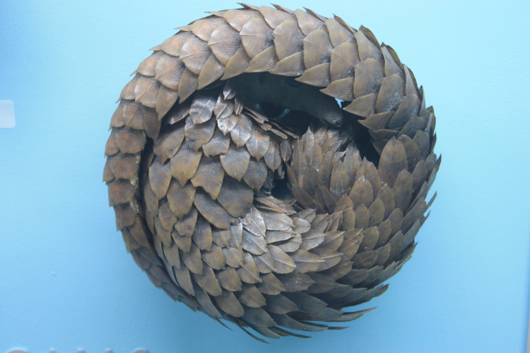 Un pangolin en posture de défense