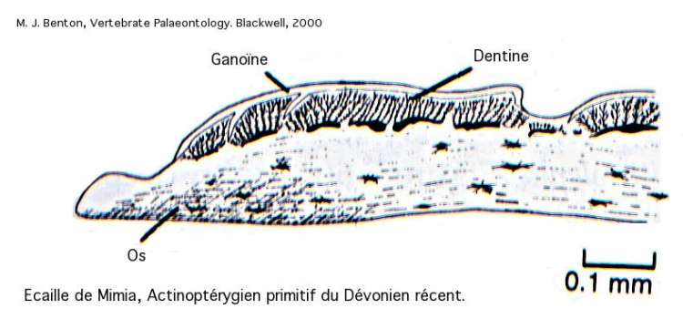 Coupe d’une écaille d’Actinoptérygien primitif