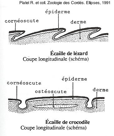 Coupe comparative des écailles de lézard et de crocodile