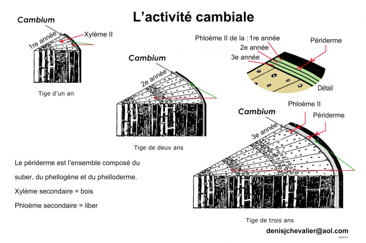 L’activité cambiale