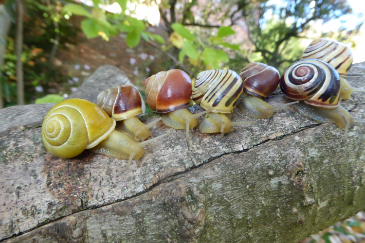 Polymorphisme chez l'escargot des haies Cepaea nemoralis
