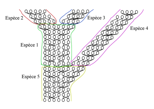 Réseau individuel entre espèces et au sein de la même espèce