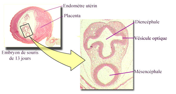Coupe transversale d’un embryon de souris de 13 jours