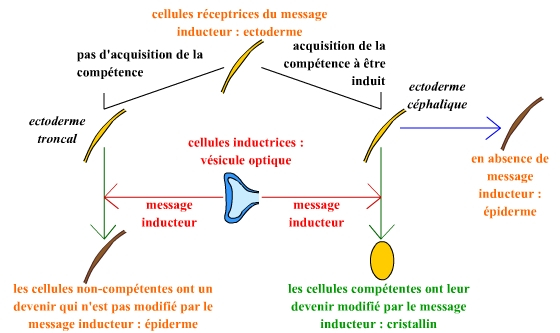 De l’induction à la différenciation