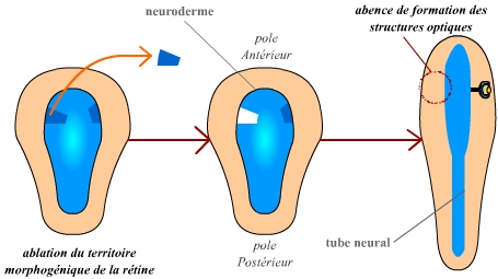 Expérience de Spemann (1901) chez les Amphibiens