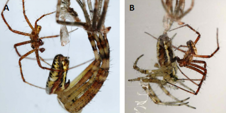 Mâle d’Argiope bruennichi copulant avec une femelle en mue