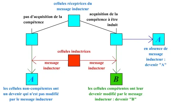 Représentation schématique du phénomène d'induction