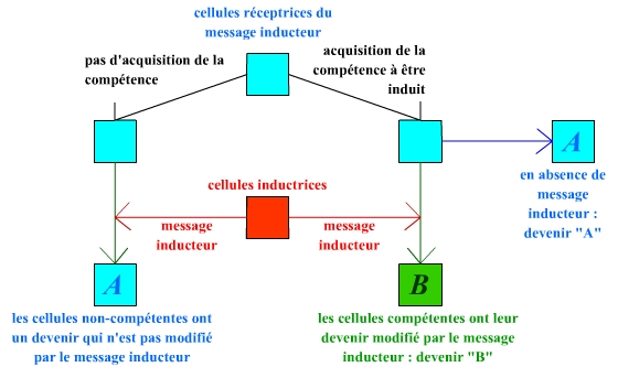 Représentation schématique du phénomène d'induction