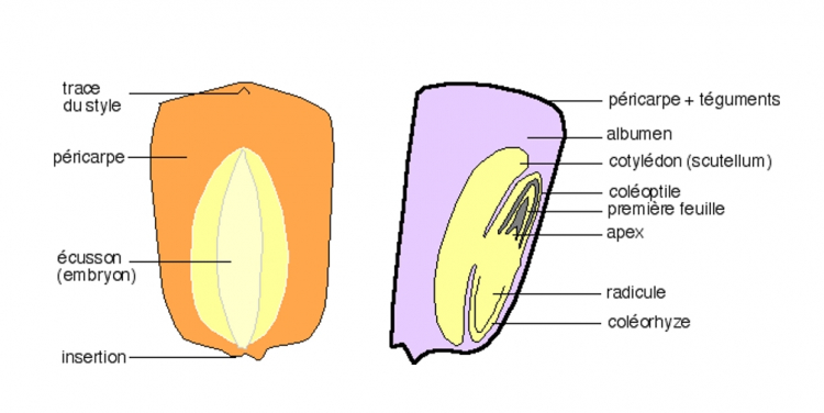 deux schémas grain de maïs