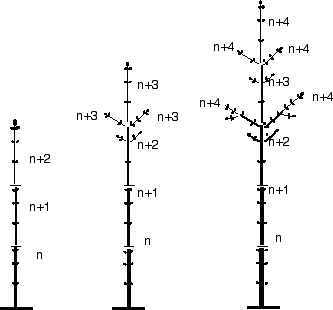 Développement acrotone d'un jeune arbre