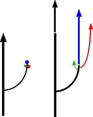 Gravitropisme du peuplier