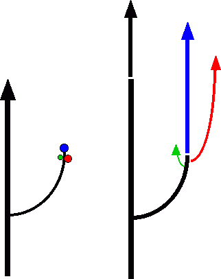 Gravitropisme du peuplier