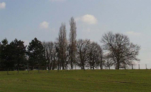 Peupliers dans un bosquet