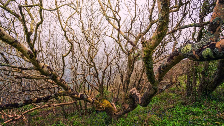Ramifications d'un arbre nu