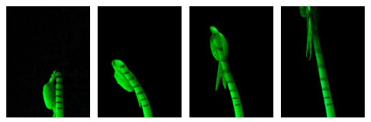 Expérience de Sachs sur un hypocotyle de soja