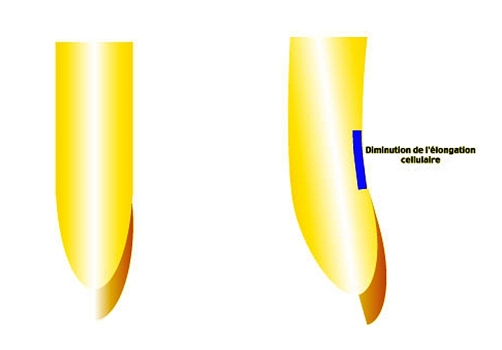 Rôle de la coiffe dans l'élongation cellulaire